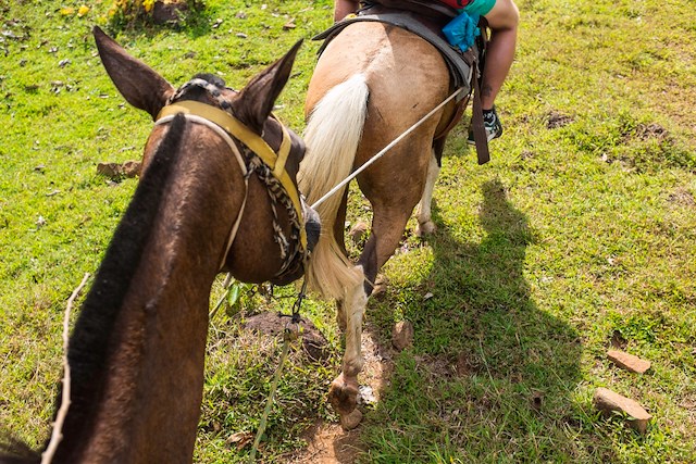 Accommodation / Horse Riding Tour to Guanche River