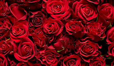 Boka A Romantic Valentine's Getaway