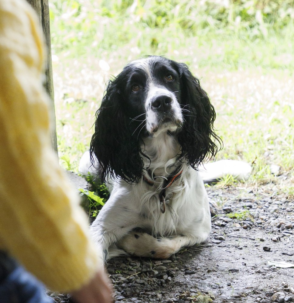 Hundsemester på Årås