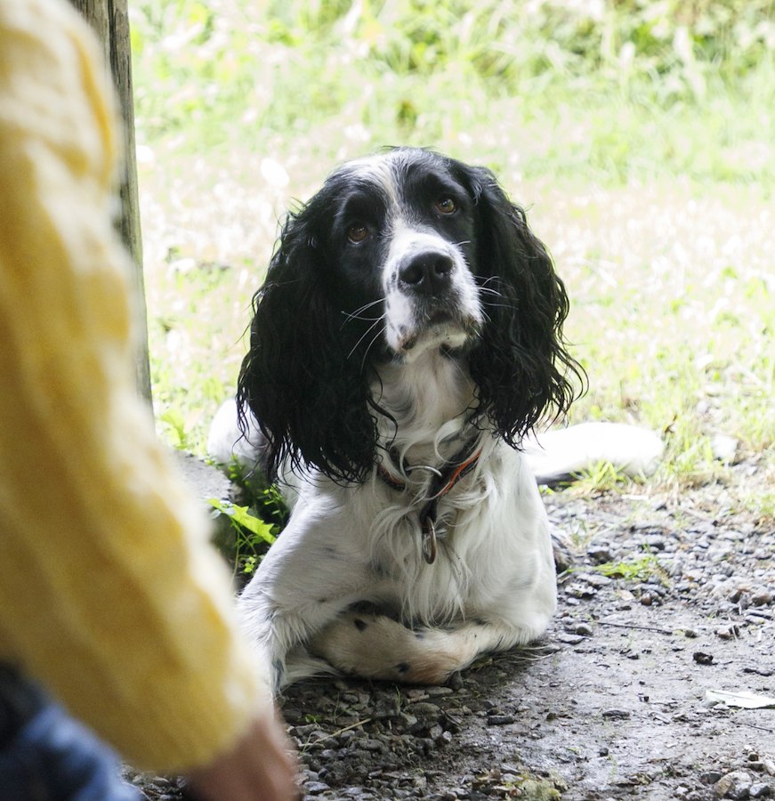 Hundsemester på Årås