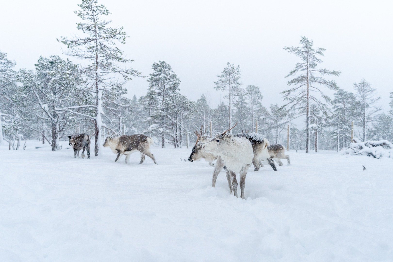 Image of Sami storytelling and reindeer feeding 09 - 13