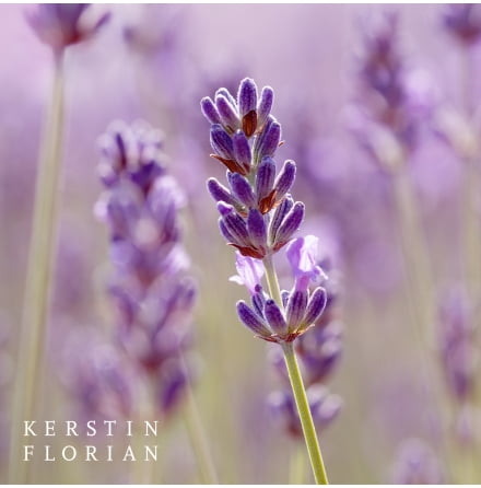 Drömmar av lavendel 80 min