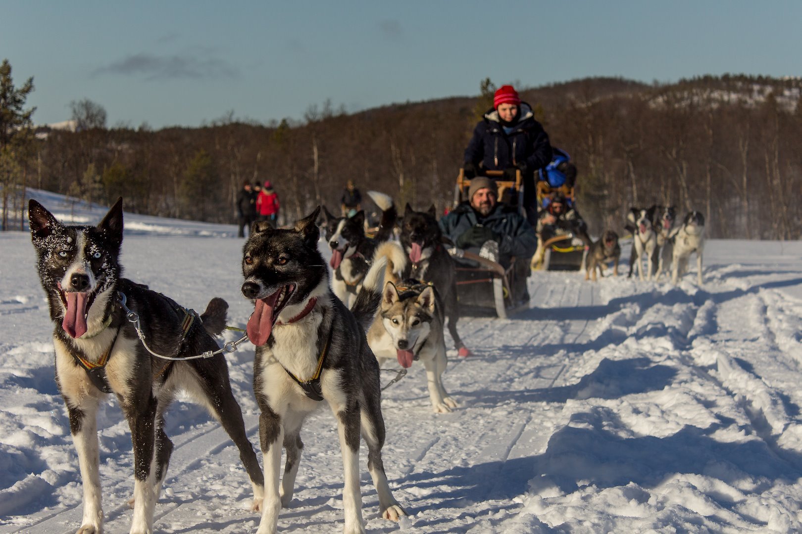 Image of Dog sledding 13:30-16:00