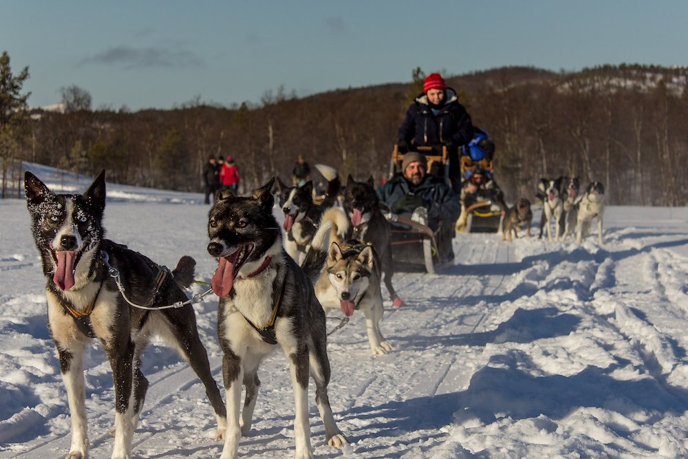 Image of Dog sledding 13:30-16:00