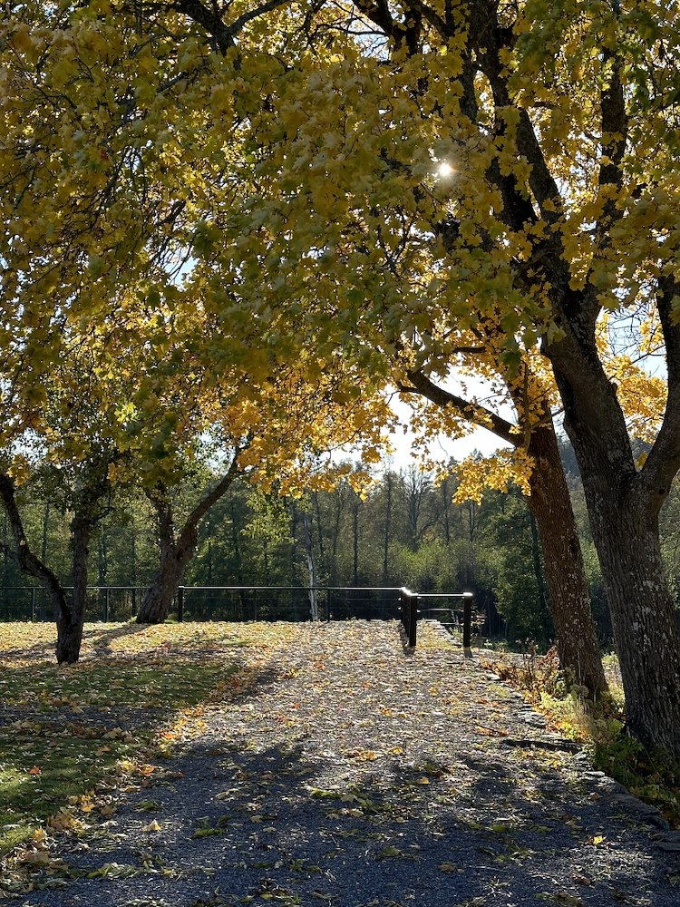 Image of Skapa & duka med skogen