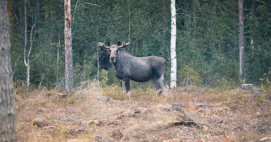 Moose safari