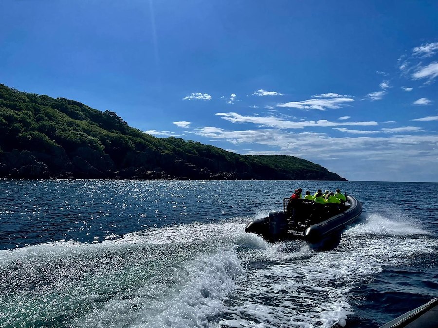 Tumlarsafari i RIB-båt