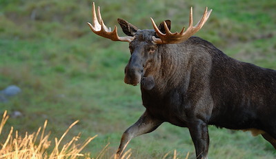 Boka Zoo & Spa package