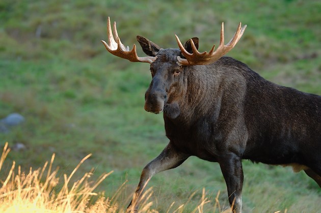 Boka Zoo & Spapaket på Hotell Järvsöbaden