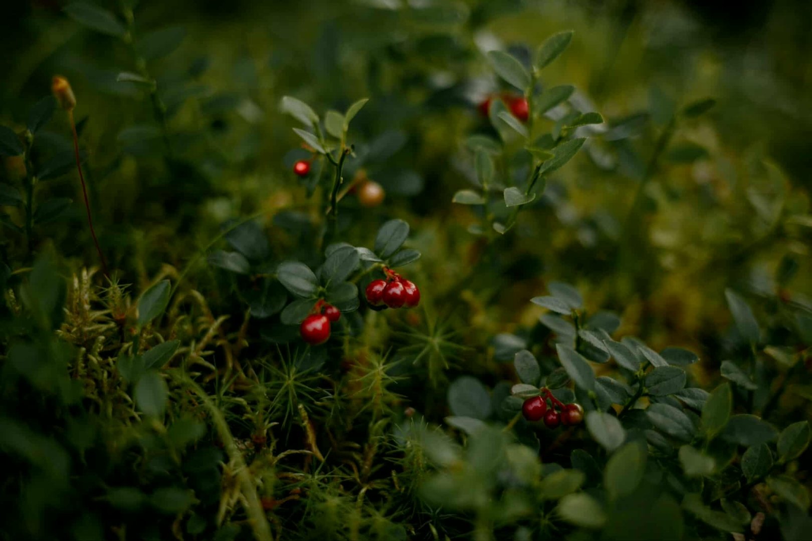 Image of Lingon - 30 minuter