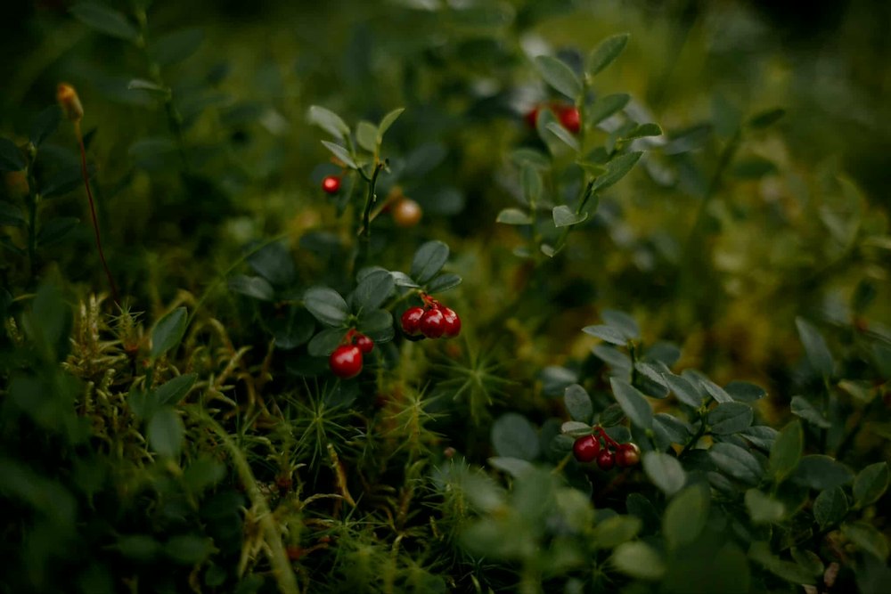 Image of Lingon - 30 minuter