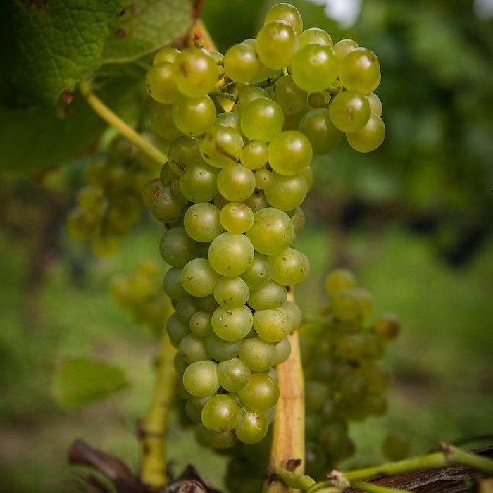 voucher-Vingårdspaket