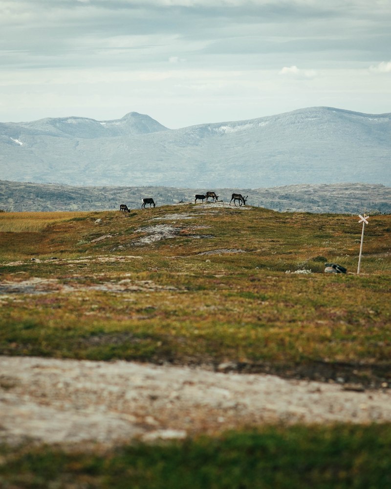 Ytterligare bild 4/5 av Höstfjäll med guldkant