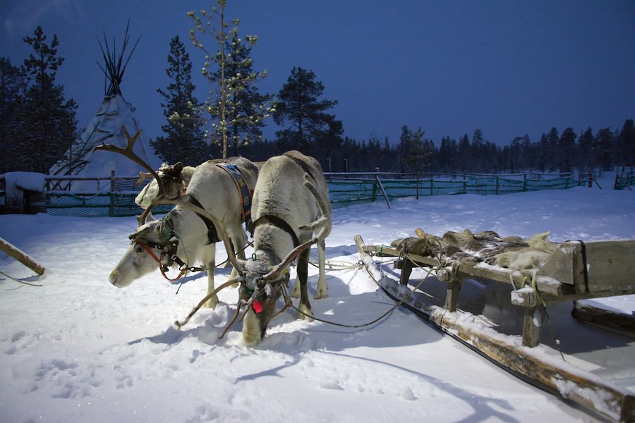 3 Nights Northern Lights, Reindeers & Dogs