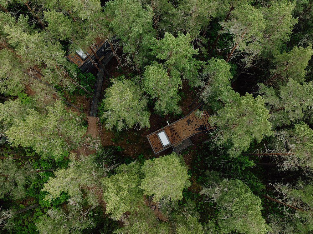 Primary image of Peace of the Forest