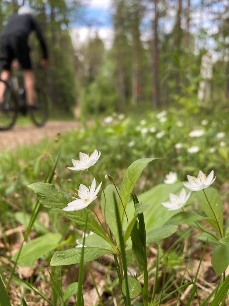 Rörbäcksnäspaket Sommar 2026!