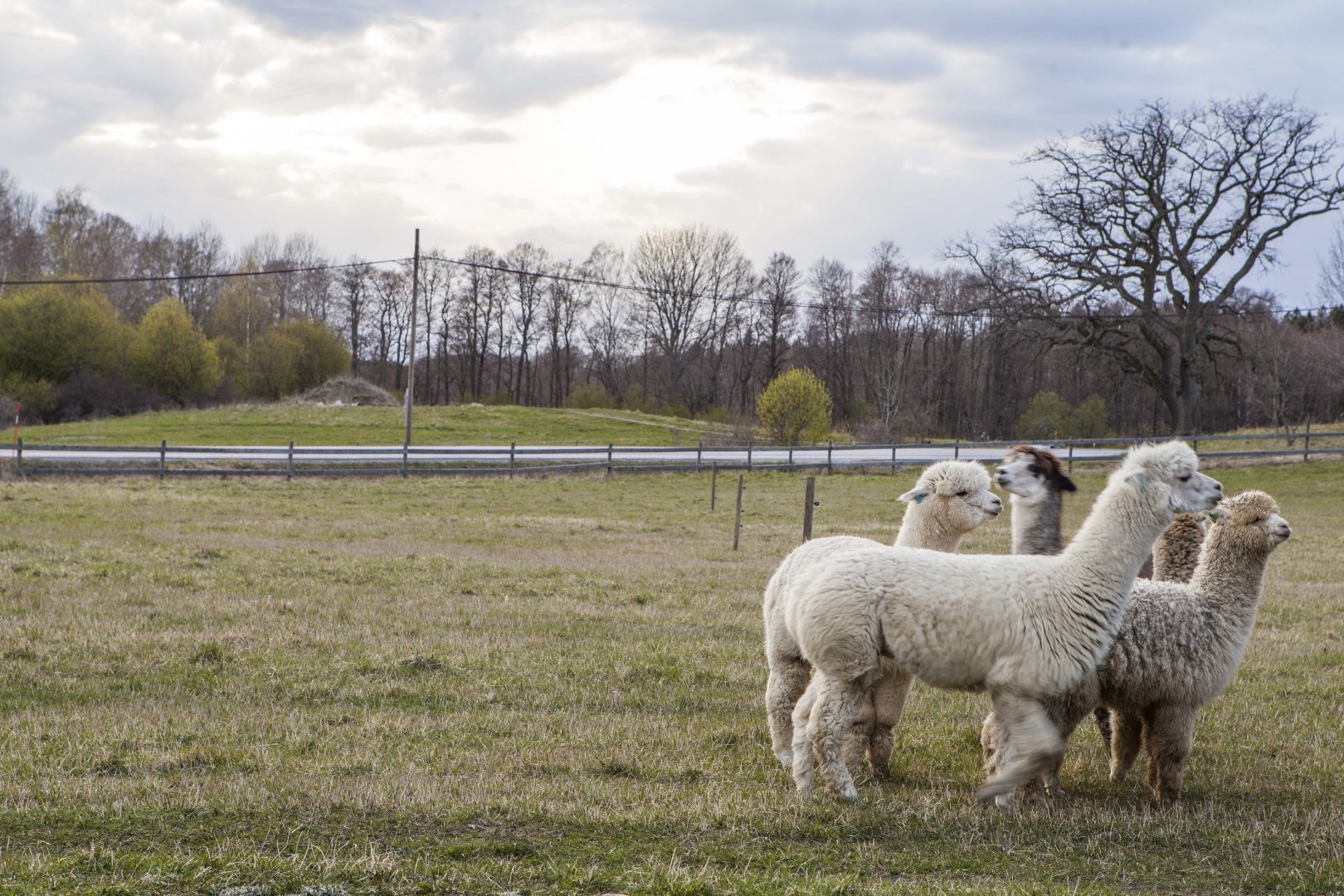Image of Meet the Alpacas