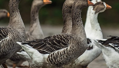 Boka Mårten Gås – A Classic Goose Feast from Skåne