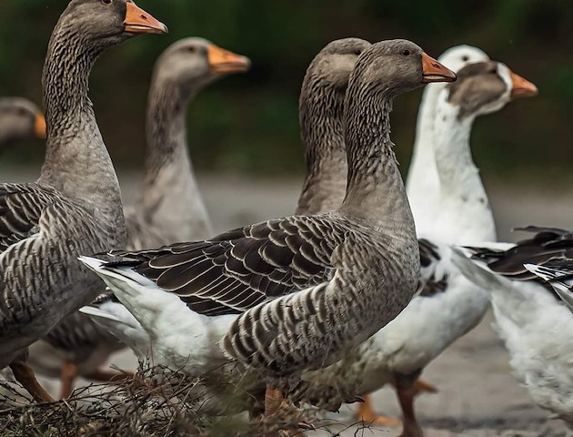 Boka Gåsa-firande på VILLA BRUNNBY  -  Kullahalvön  -  Skandinaviens Toscana