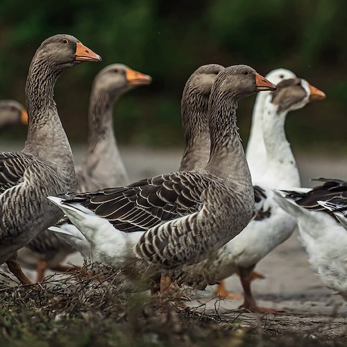 Boka Mårten Gås – A Classic Goose Feast from Skåne