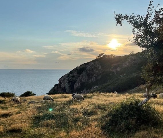 Boka Forest Bathing på VILLA BRUNNBY  -  Kullahalvön  -  Skandinaviens Toscana