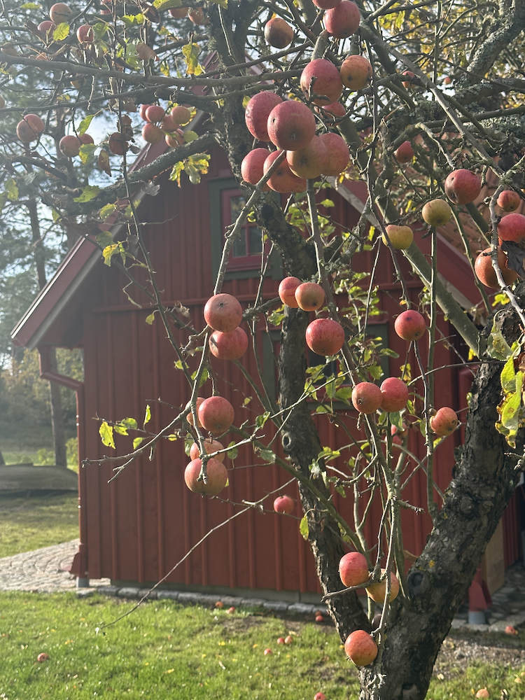 Primärbild av Höstlovsmys i Honungsboden