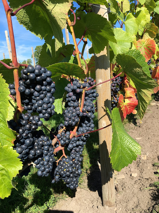 Wine Makers Experience 