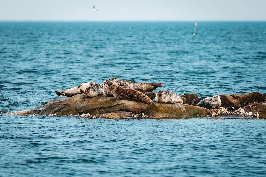 Cozy autumn - Seal Safari