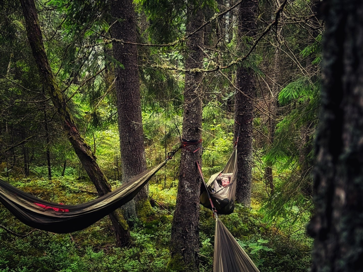 Image of Forest Retreat