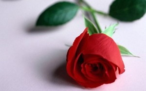 One Red Rose