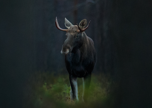 Boka Älgsafari