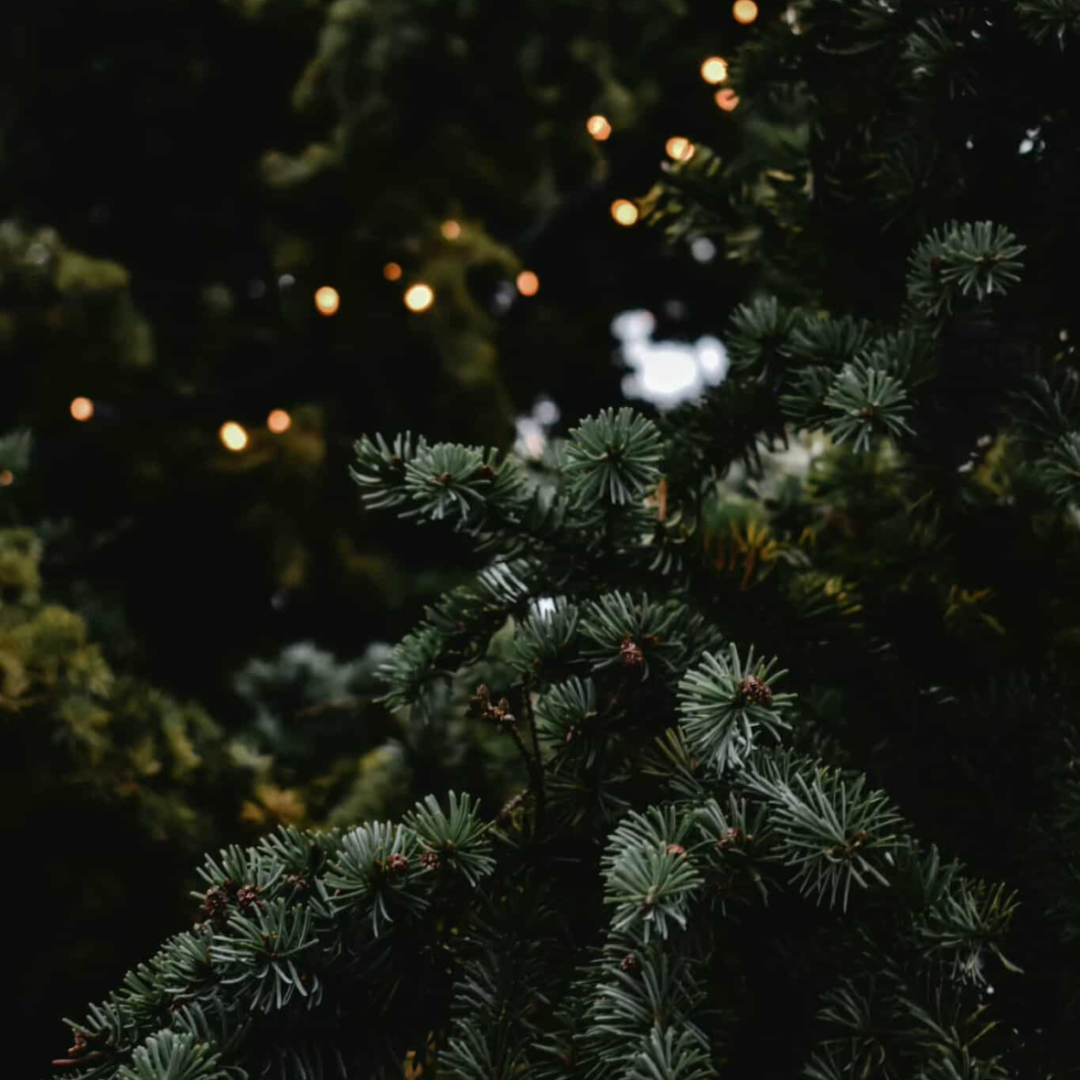 Image of Skogsro - 45 minuter