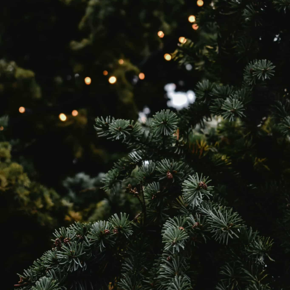 Image of Skogsro - 45 minuter