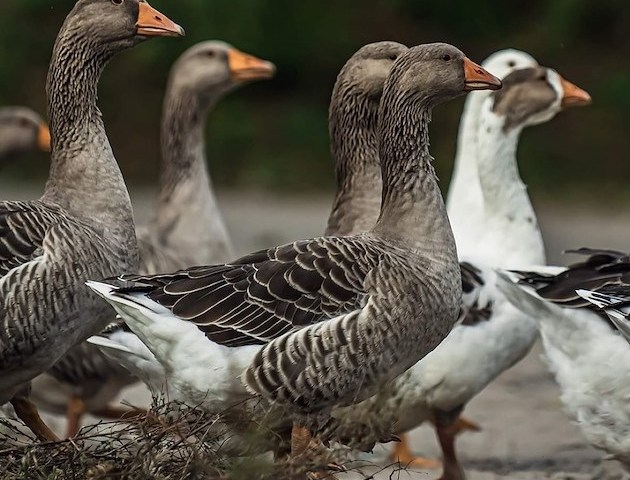 Boka Mårten Gås - Den skånska festmåltiden på Nackarpsdalen 