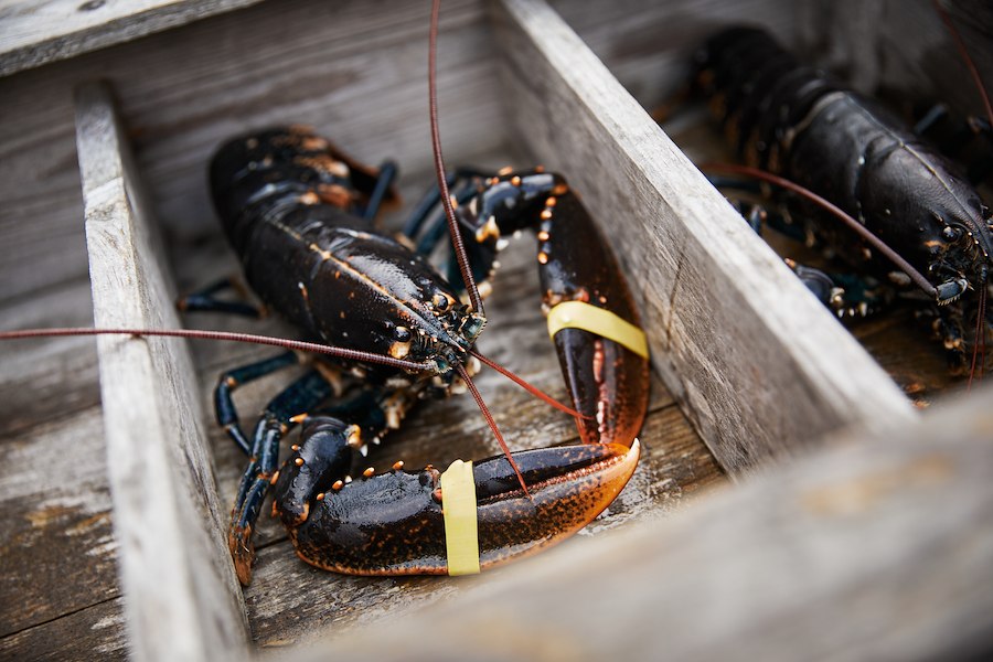 Hummersupé & övernattning 🦞