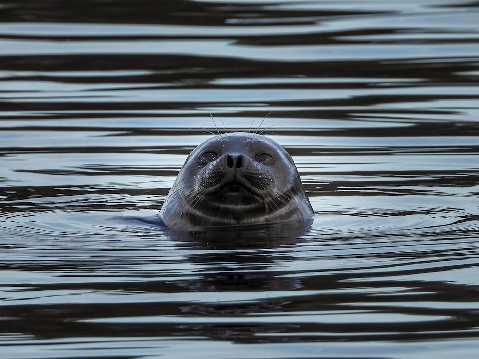 voucher-Seal Trip to Linnansaari National Park