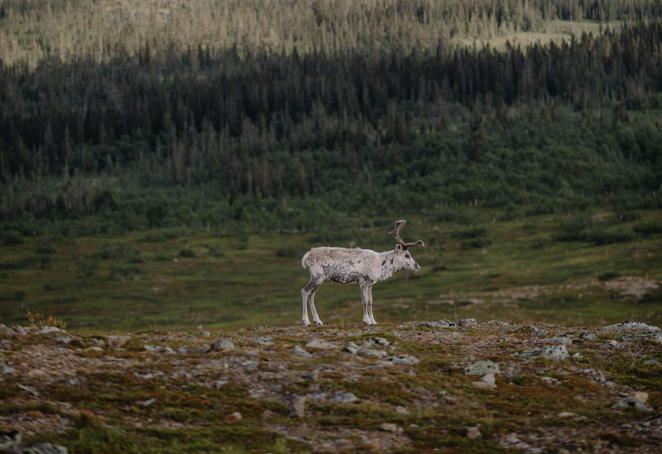 Fjällheim friends-image