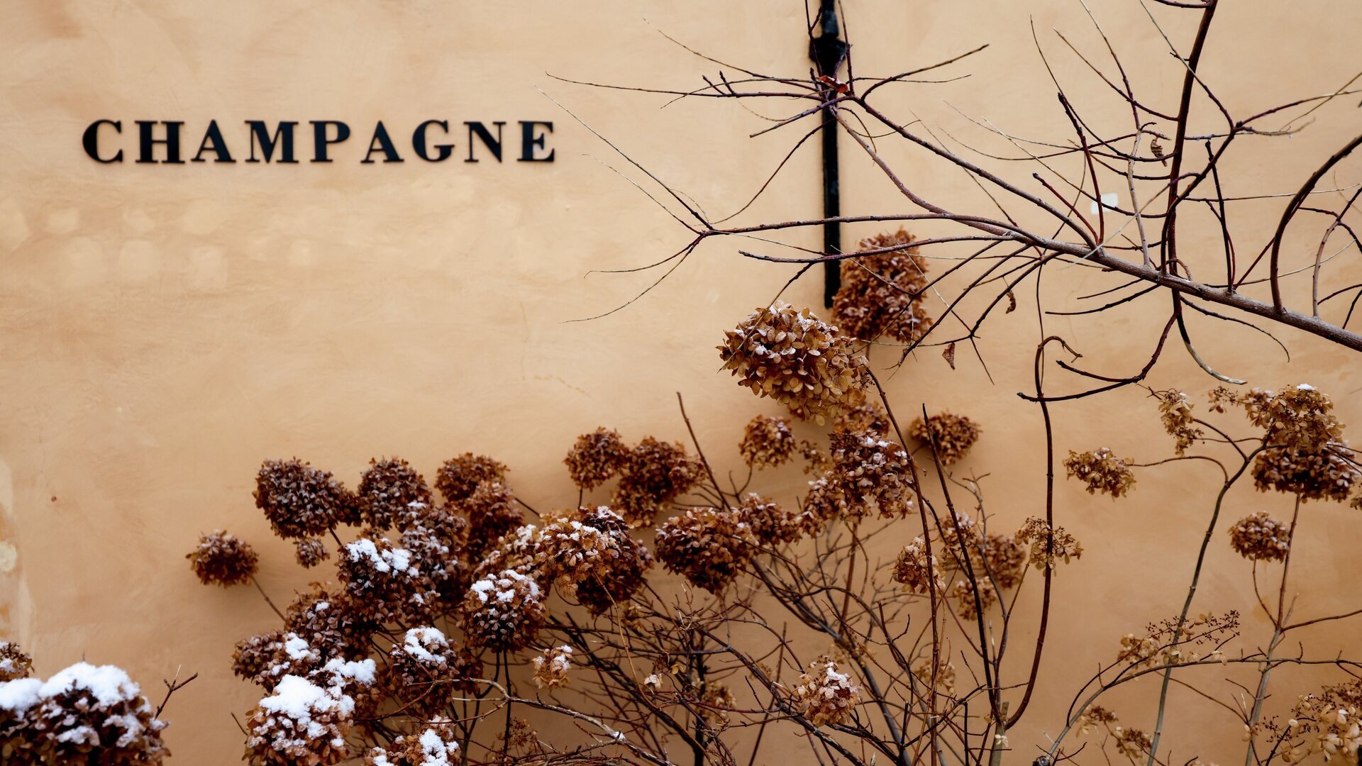 Global Champagne Day med Taittinger 23/10