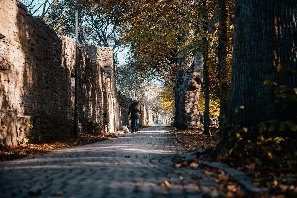 Ytterligare bild 3/6 av Visbydagarna 3-5 oktober