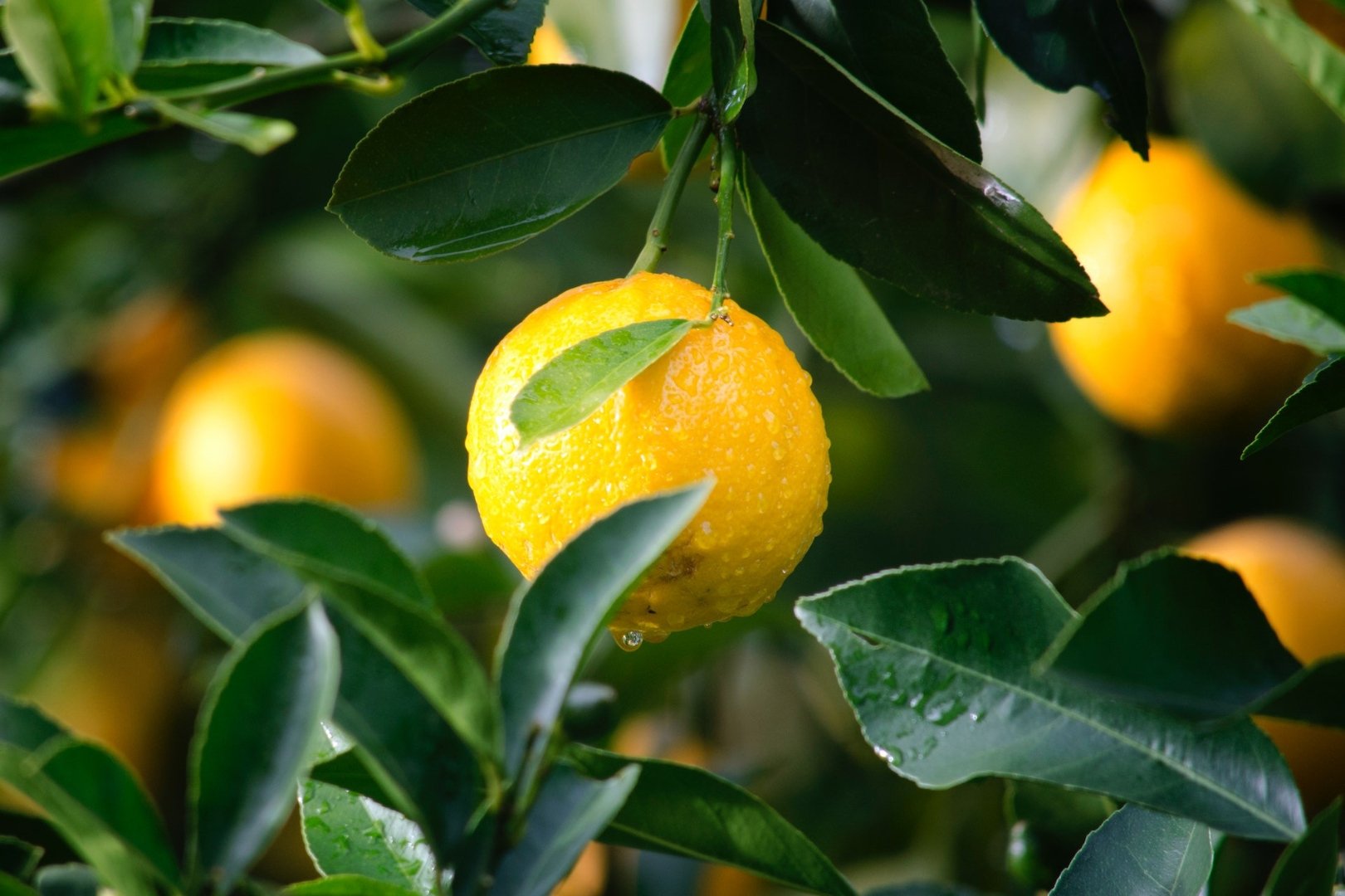 Image of Energizing Citrus Massage, Kropp 80 min