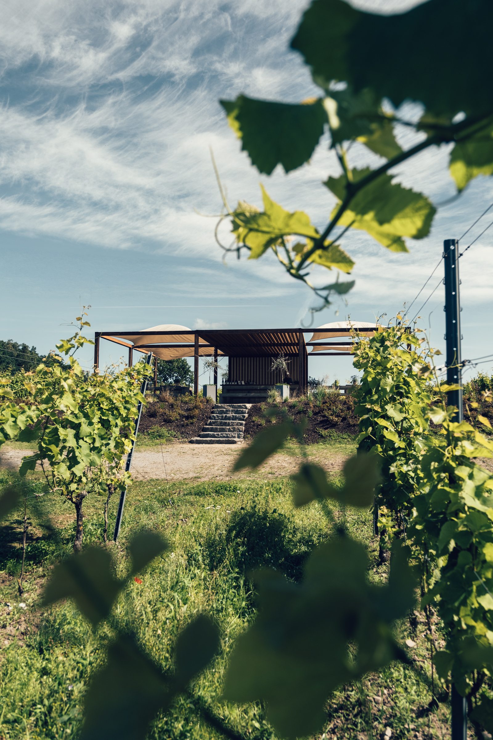Vineyard Tour at 14:00 & Estate Wine Tasting