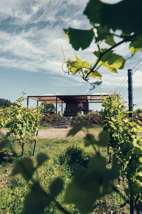 Vineyard Tour at 14:00 & Estate Wine Tasting
