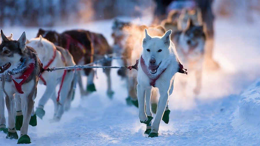 7 Nights NL Reindeers, Dogs, Snowmobiles