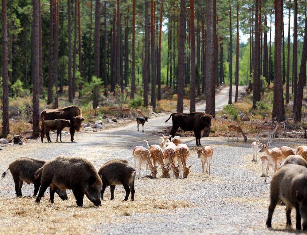 Ytterligare bild 5/6 av Höstlov - vi bjuder på barnens mat