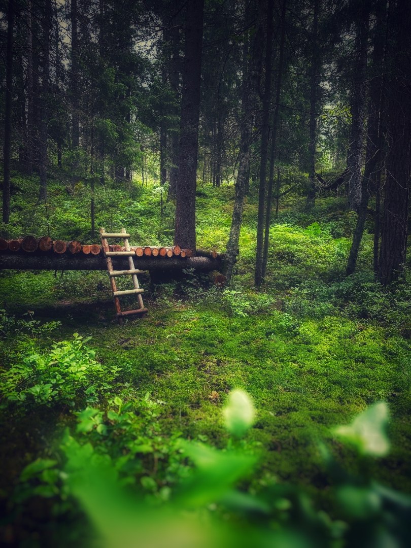 Image of Forest Retreat