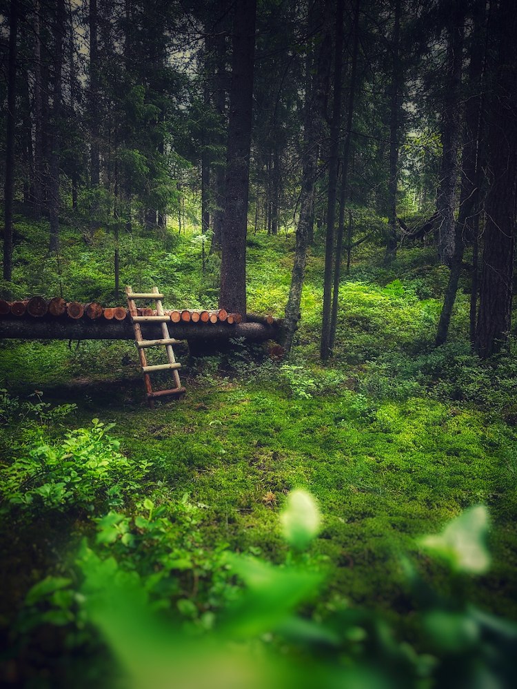 Image of Forest Retreat
