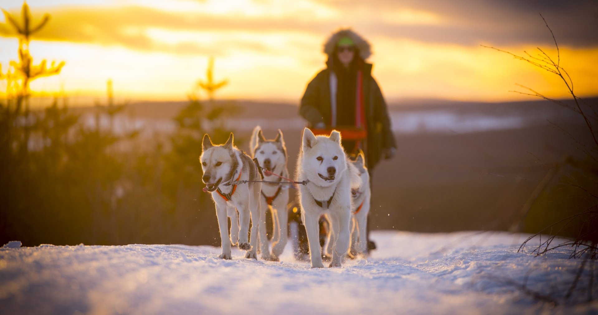 Aurora Husky ride 18:00