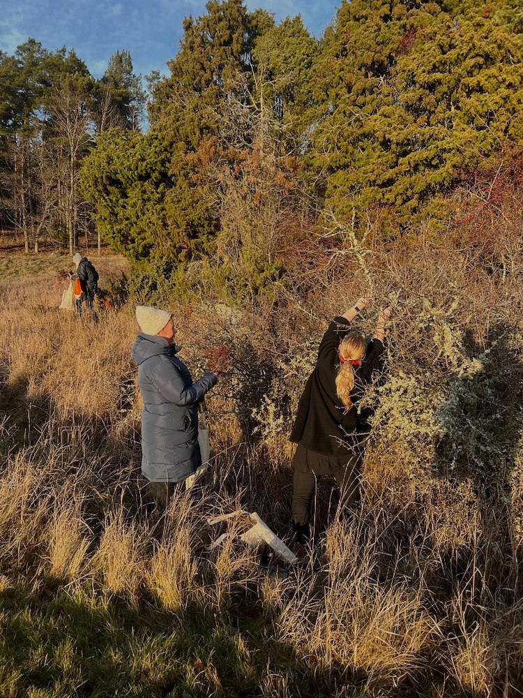 Image of Skapa & duka med skogen