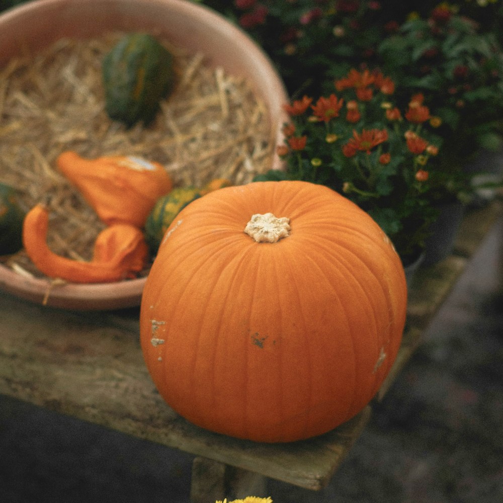Image of Höstlovsaktivitet  – Pimpa din Pumpa 