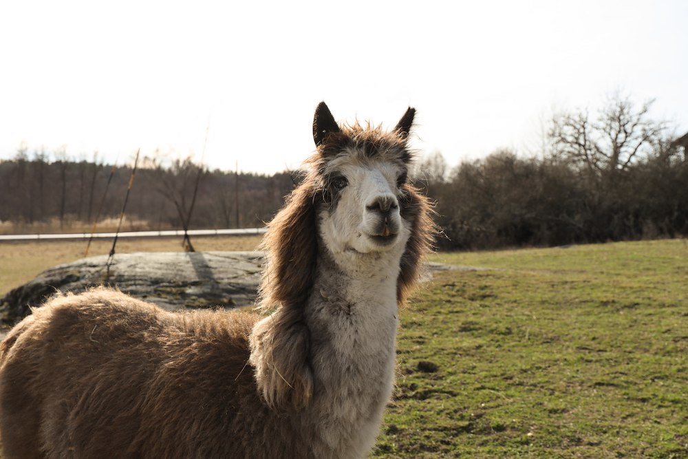 Image of Meet the Alpacas